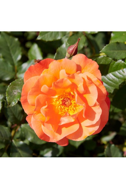 Роза оранжевая Westerland